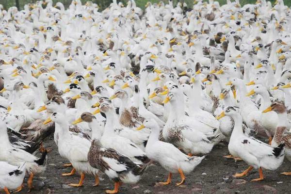 2018養肉鴨賺錢嗎?肉鴨養殖的利潤與投資成本及前景預測