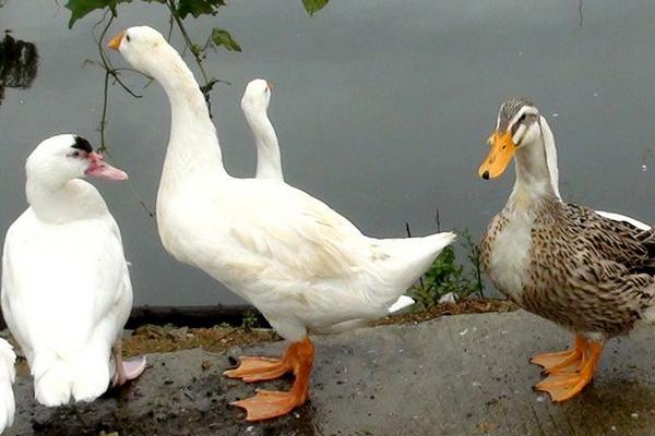 2018養肉鴨賺錢嗎?肉鴨養殖的利潤與投資成本及前景預測
