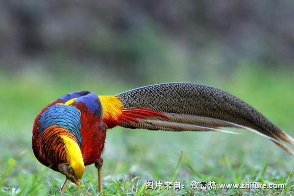 2018養錦雞賺錢嗎?錦雞養殖的利潤與投資成本及前景預測