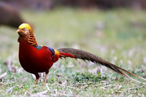 2018養錦雞賺錢嗎?錦雞養殖的利潤與投資成本及前景預測