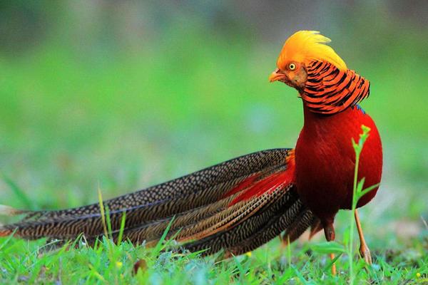 2018養錦雞賺錢嗎?錦雞養殖的利潤與投資成本及前景預測