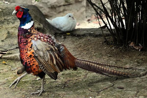 2018養錦雞賺錢嗎?錦雞養殖的利潤與投資成本及前景預測