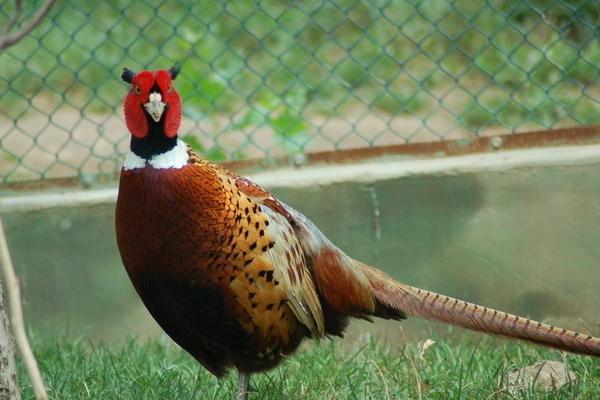 2018養錦雞賺錢嗎?錦雞養殖的利潤與投資成本及前景預測