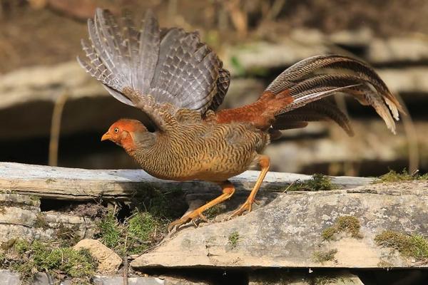 2018養錦雞賺錢嗎?錦雞養殖的利潤與投資成本及前景預測