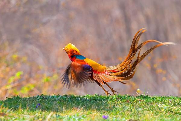 2018養錦雞賺錢嗎?錦雞養殖的利潤與投資成本及前景預測