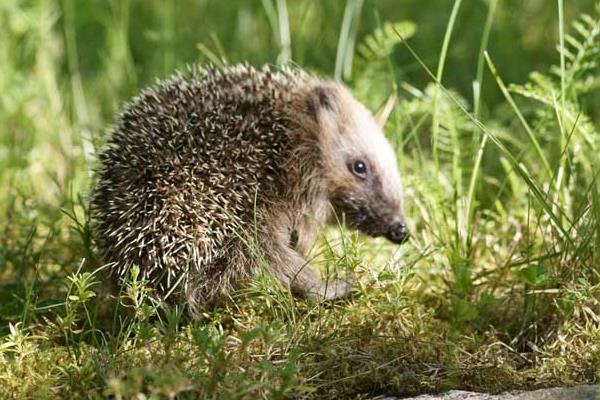 5萬至10萬元養(yǎng)殖創(chuàng)業(yè)項(xiàng)目推薦