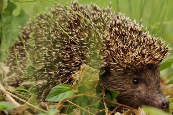 5萬至10萬元養(yǎng)殖創(chuàng)業(yè)項(xiàng)目推薦