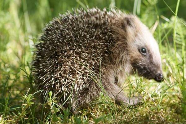 5萬至10萬元養(yǎng)殖創(chuàng)業(yè)項(xiàng)目推薦