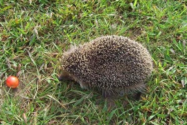 5萬至10萬元養(yǎng)殖創(chuàng)業(yè)項(xiàng)目推薦