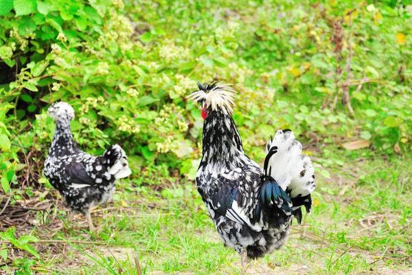 2018養貴妃雞賺錢嗎?貴妃雞養殖的利潤與投資成本及前景預測