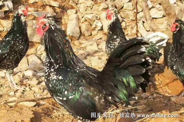 2018養貴妃雞賺錢嗎？貴妃雞養殖的利潤與投資成本及前景預測