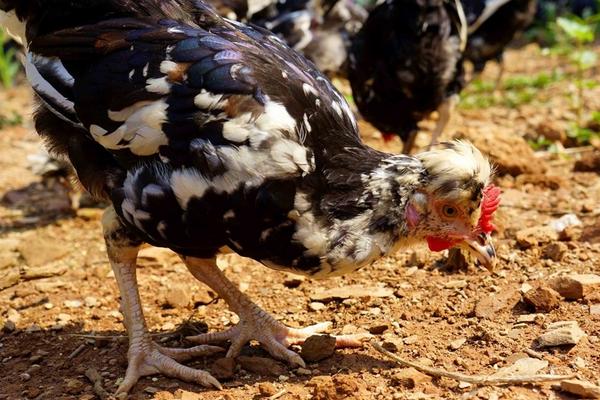 2018養貴妃雞賺錢嗎?貴妃雞養殖的利潤與投資成本及前景預測