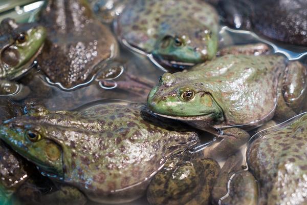 5萬至10萬元養(yǎng)殖創(chuàng)業(yè)項(xiàng)目推薦