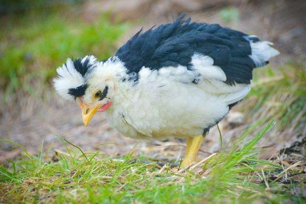 2018養貴妃雞賺錢嗎?貴妃雞養殖的利潤與投資成本及前景預測