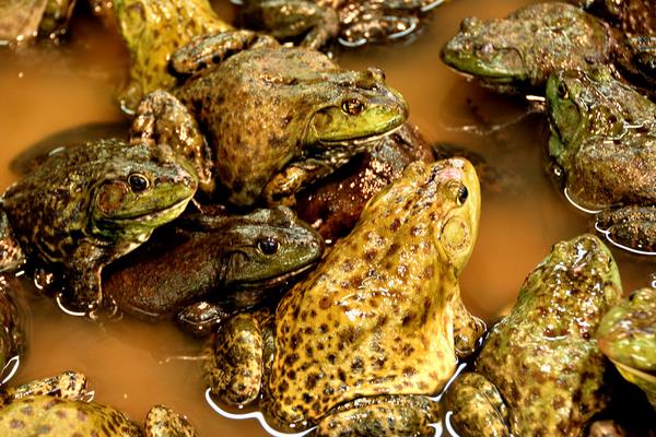 5萬至10萬元養(yǎng)殖創(chuàng)業(yè)項(xiàng)目推薦