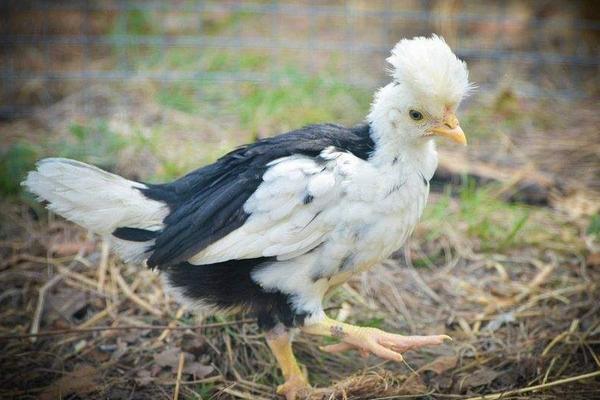 2018養貴妃雞賺錢嗎?貴妃雞養殖的利潤與投資成本及前景預測