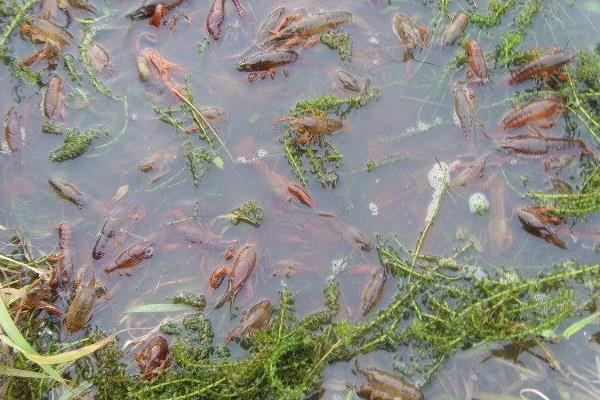 5萬至10萬元養(yǎng)殖創(chuàng)業(yè)項(xiàng)目推薦