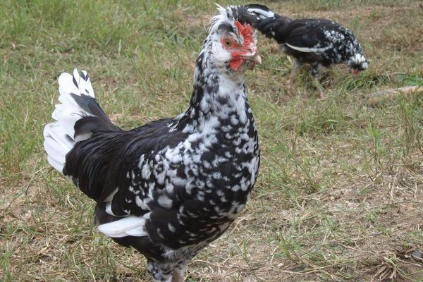 2018養貴妃雞賺錢嗎?貴妃雞養殖的利潤與投資成本及前景預測