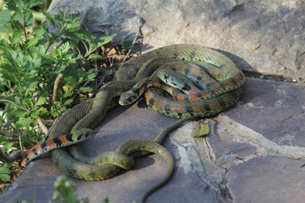 5萬至10萬元養(yǎng)殖創(chuàng)業(yè)項(xiàng)目推薦