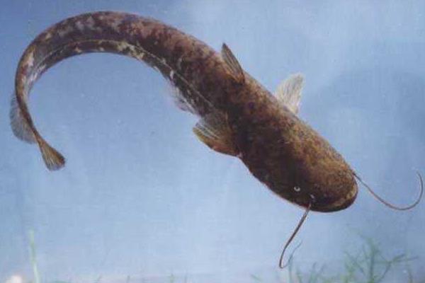 5萬至10萬元養(yǎng)殖創(chuàng)業(yè)項(xiàng)目推薦