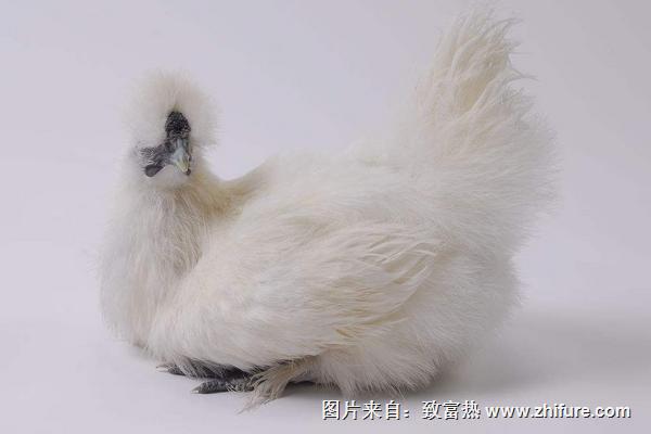 2018養烏雞賺錢嗎？烏雞養殖的利潤與投資成本及前景預測