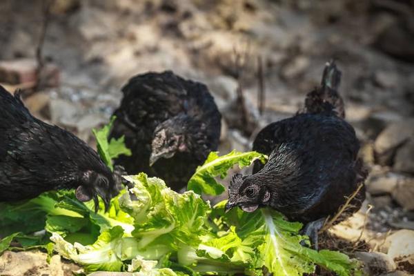 2018養(yǎng)烏雞賺錢嗎？烏雞養(yǎng)殖的利潤與投資成本及前景預(yù)測