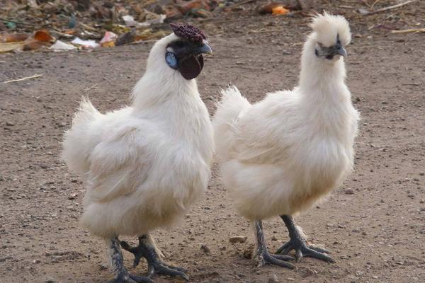 2018養(yǎng)烏雞賺錢嗎？烏雞養(yǎng)殖的利潤與投資成本及前景預(yù)測