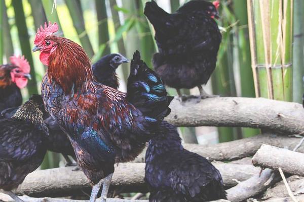 2018養(yǎng)烏雞賺錢嗎？烏雞養(yǎng)殖的利潤與投資成本及前景預(yù)測