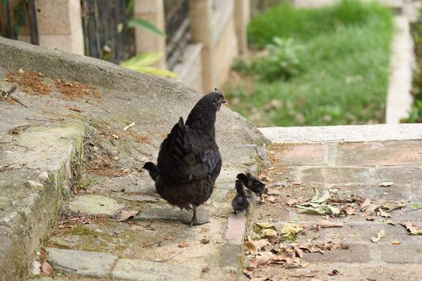 2018養(yǎng)烏雞賺錢嗎？烏雞養(yǎng)殖的利潤與投資成本及前景預(yù)測