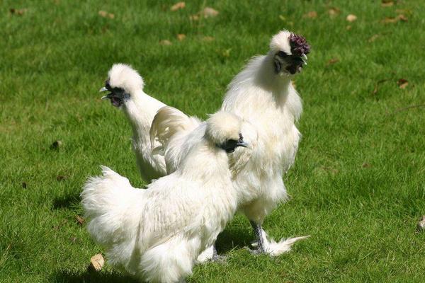 2018養(yǎng)烏雞賺錢嗎？烏雞養(yǎng)殖的利潤與投資成本及前景預(yù)測