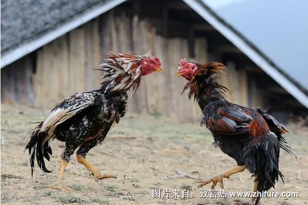 2018養(yǎng)斗雞賺錢嗎?斗雞養(yǎng)殖的利潤與投資成本及前景預(yù)測