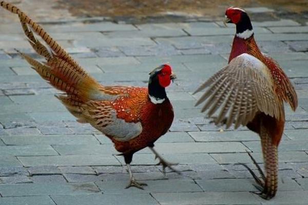 2018養(yǎng)斗雞賺錢嗎?斗雞養(yǎng)殖的利潤與投資成本及前景預(yù)測