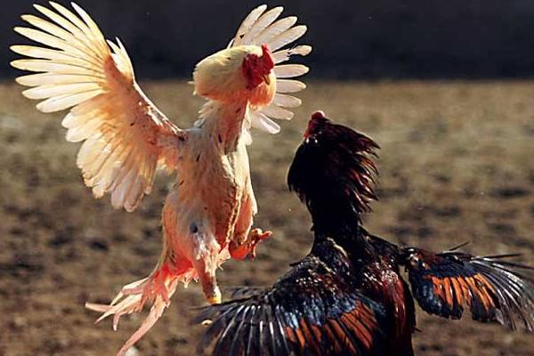 2018養(yǎng)斗雞賺錢嗎?斗雞養(yǎng)殖的利潤與投資成本及前景預(yù)測