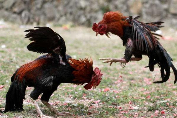 2018養(yǎng)斗雞賺錢嗎?斗雞養(yǎng)殖的利潤與投資成本及前景預(yù)測