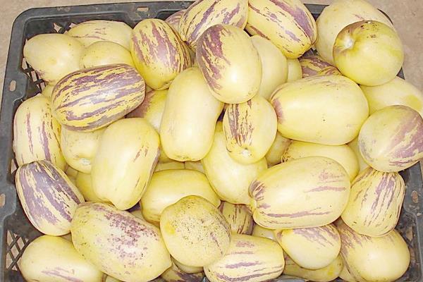 人參果怎么吃藥削皮嗎