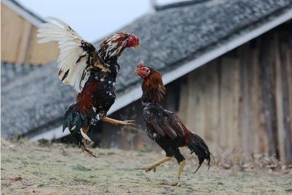 2018養(yǎng)斗雞賺錢嗎?斗雞養(yǎng)殖的利潤與投資成本及前景預(yù)測