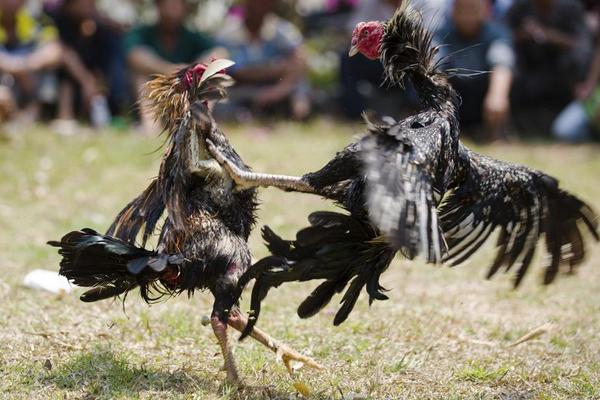 2018養(yǎng)斗雞賺錢嗎?斗雞養(yǎng)殖的利潤與投資成本及前景預(yù)測