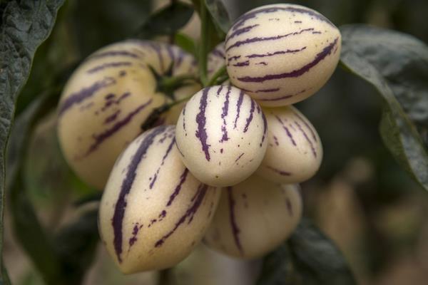 人參果怎么吃藥削皮嗎