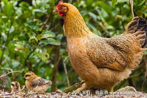 2018養土雞賺錢嗎？土雞養殖的利潤與投資成本及前景預測