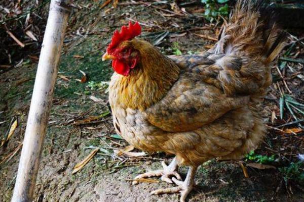 2018養土雞賺錢嗎？土雞養殖的利潤與投資成本及前景預測