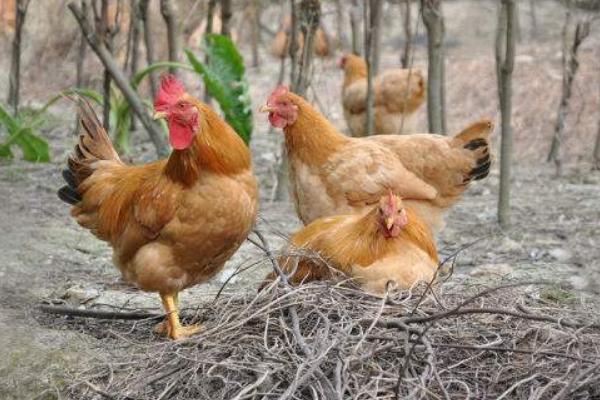 2018養土雞賺錢嗎？土雞養殖的利潤與投資成本及前景預測