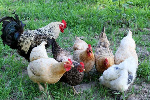 2018養土雞賺錢嗎？土雞養殖的利潤與投資成本及前景預測