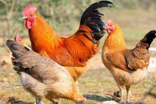 2018養土雞賺錢嗎？土雞養殖的利潤與投資成本及前景預測