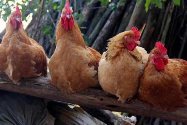 2018養土雞賺錢嗎？土雞養殖的利潤與投資成本及前景預測