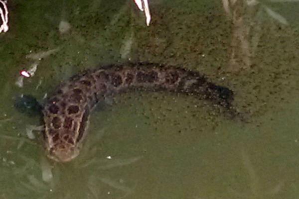 養(yǎng)黑魚(yú)喂什么