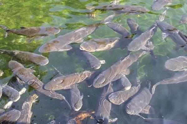 養(yǎng)黑魚(yú)喂什么