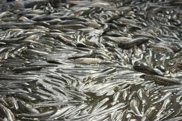 養(yǎng)黑魚(yú)喂什么