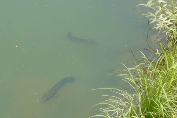 養(yǎng)黑魚(yú)喂什么