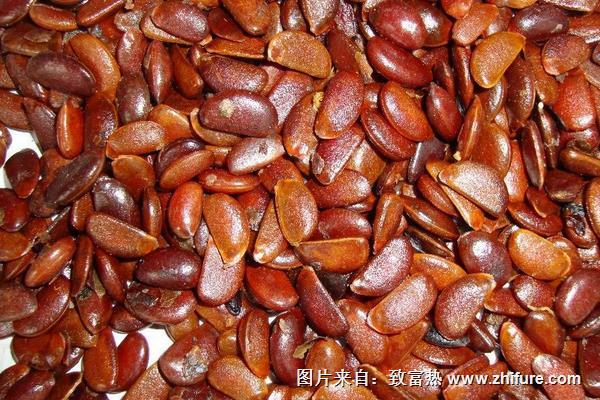 柿子種子怎么種