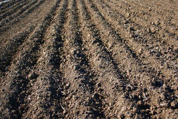 柿子種子怎么種